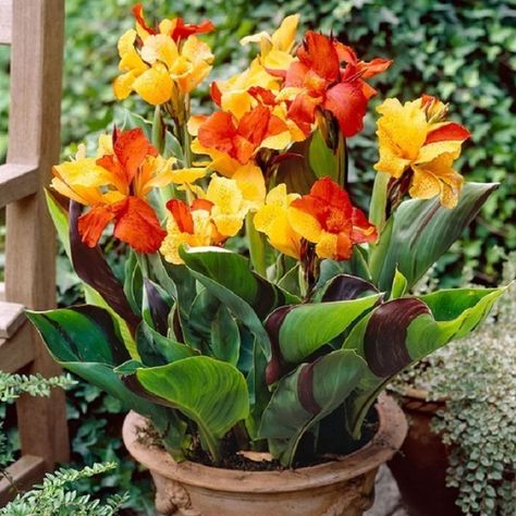 Canna Flower, Canna Lily, Adenium Obesum, Lily Bulbs, Flower Landscape, Bonsai Plants, Garden Containers, Hardy Perennials, Tropical Landscaping