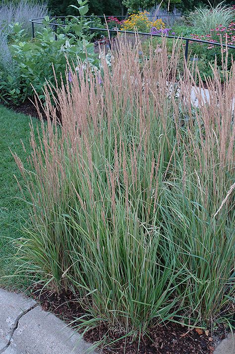 Perennial Ornamental Grasses, Sunny Garden Ideas, Fence Planting, Calamagrostis Acutiflora, Spiky Flowers, Lawn Landscape Design, Ruth Jones, Feather Reed Grass, Maine Cabin