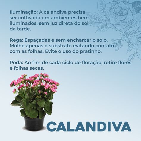 A dica da semana é sobre a flor da fortuna, a Calandiva! Arrasta pro lado e veja! ❤ Marque que tenha essa fortuna em casa. 😍 Nos sigam nas redes socias, instagram e tiktok: @jardimpark. Adicionem também o Whatsapp (22)98842-9364. 📞📲 #calandiva #kalanchoe #fortuna #primavera #flores #planta #nature #horto #jardinagem #dicas #jardimpark #saopedrodaaldeia Plants, Nature