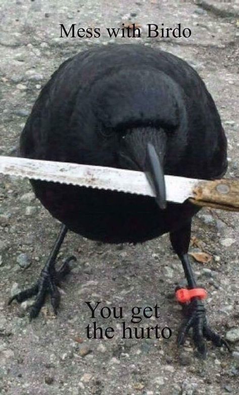 Crows Ravens, Book Memes, What’s Going On, Animal Memes, Black Bird, Reaction Pictures, Mood Pics, Just In Case, Funny Animals