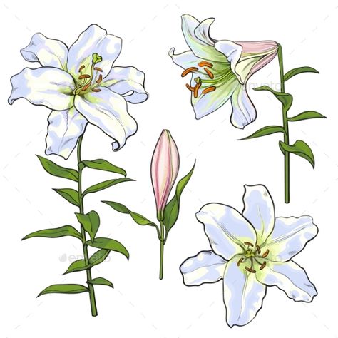 Set of Hand Drawn White Lily Flowers of Side and Top Realistic Hand Drawing, View Sketch, Lilies Drawing, Wedding Vector Art, White Lily Flower, Lilly Flower, Flower Drawing Tutorials, Easter Lily, Lily Flowers