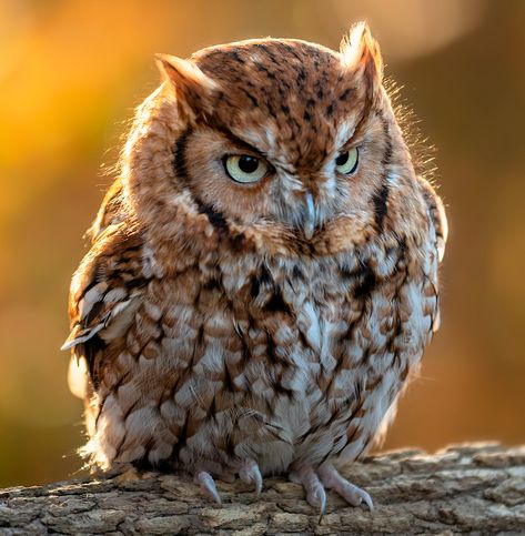 Eastern Screech Owl, Animal Inspiration, Owl Photography, Screech Owl, Owl Photos, Owl Pictures, Beautiful Owl, Owl Tattoo, Color Pencil Art