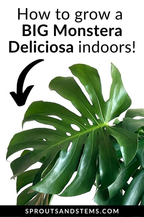 Get the best tips for growing a BIG monstera deliciosa. This is what you need to know to keep your monstera thriving and growing! Monstera Deliciosa Care, Tomato Cages, Growing Plants Indoors, New Roots, Monstera Deliciosa, House Plant Care, Mother Plant, Plant Collection, The Soil