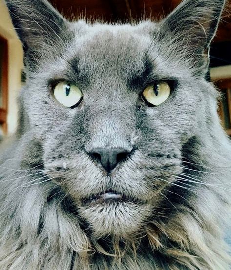 !! What a stunning face. Mancoon Cats, Largest Domestic Cat, Large Domestic Cat Breeds, Most Popular Cat Breeds, Domestic Cat Breeds, Popular Cat Breeds, Forest Cat, Kitty Kitty, Domestic Cat