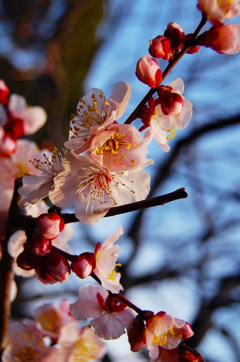 U O, Japanese Apricot, Apricot Blossom, Cherry Flower, H U, Amazing Art, Apricot, Cherry Blossom, Blossom