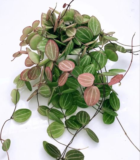 Watermelon Dischidia, Dischidia Plant, Dischidia Ovata, Hoya Curtisii, Tropical Houseplants, Wishlist Plants, Dream Plants, Plant Wishlist, Plant Goals