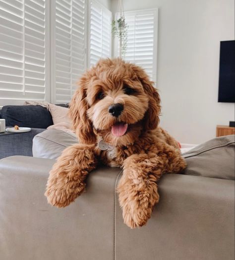 Toy Cockapoo, Sassy Animals, Cockapoo Dog, Very Cute Puppies, Cockapoo Puppies, Cavapoo Puppies, My Happiness, Cute Animals Puppies, Very Cute Dogs