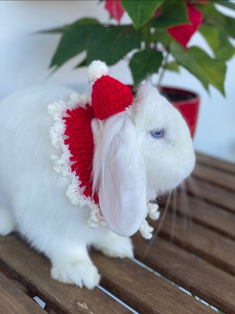 Bunny Clothes, Crochet Pet, Rabbit Hat, Pet Christmas, Petting Zoo, Clothes Crochet, Bunny Outfit, Pet Rabbit, Hat Scarf