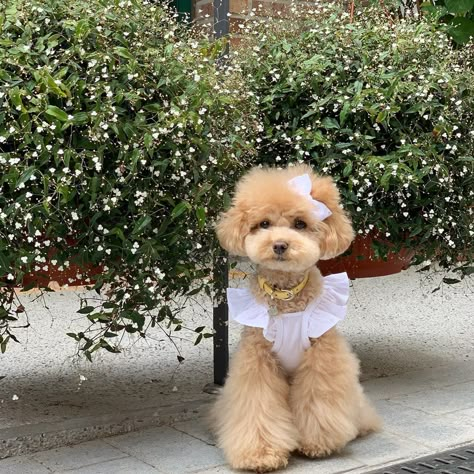 Teddy Bear Poodle Puppies, Poodles With Bows, Toy Poodle Outfits, Mini Poodle Aesthetic, Cream Toy Poodle, Toy Poodle Aesthetic, White Mini Poodle, Cute Poodles, Toy Poodle Haircut