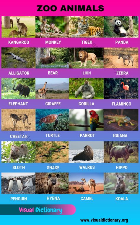 Zoo Animals: Wonderful List of 24 Animals that Live in the Zoo - Visual Dictionary Animals Classification, Classification Of Animals, English Animals, Mammals Animals, Picture Vocabulary, Animals Name In English, Animal Infographic, Animal Classification, Holi Photo