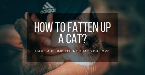 How To Fatten Up A Cat? 9 Ways To Have A Plump Feline That You Love - Herekitt 😘 Read more here 😘 #cute #cutecat #cutecats #cathealth How To Fatten Up A Cat, To Gain Weight, Gain Weight, Cat Health, Cat Food, Weight Gain, A Cat, Cute Cat, Cute Cats