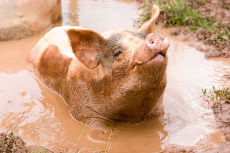 piggies love mud Pig In Mud, Narcissistic Men, Happy Pig, Beautiful Farm, This Little Piggy, Down On The Farm, Country Farm, Off Grid Living, Country Life