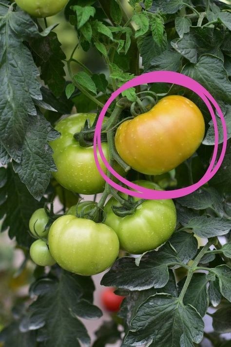 When To Pick Tomatoes, Tomatoes Plants Problems, Growing Tomato, Seeds Planting, Growing Tomato Plants, Garden Tomatoes, Tomato Garden, Wrong Time, Tomato Seeds