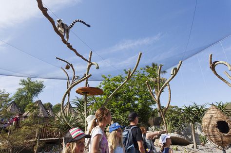 Lemur Habitat, Zoo Exhibit, Zoo Inspiration, Melbourne Zoo, Tree House Designs, Underwater Animals, Home Landscaping, Immersive Experience, Site Plan