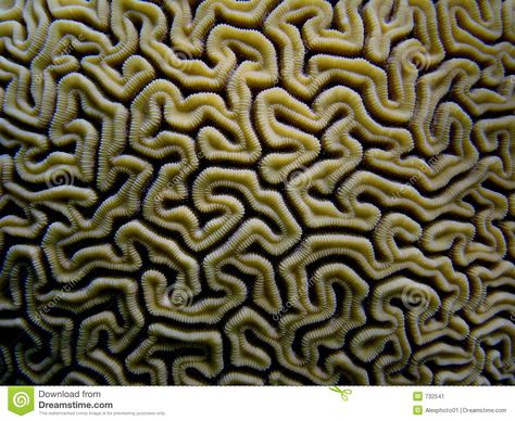 Botanical Pictures, About Brain, Brain Coral, Microscopic Photography, Unique Photos, Coral Design, Handmade Tiles, Unique Photo, The Brain