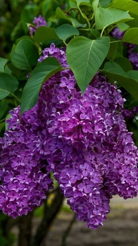 Syringa Vulgaris, Lilac Bushes, Lilac Flowers, Beautiful Flowers Pictures, Gardening Supplies, Purple Lilac, Garden Cottage, Exotic Flowers, Flower Beauty