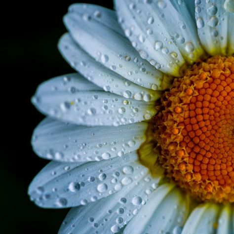 The lovely drops on a beautiful chamaemelum. Review next photos. Enjoy the beauty of flowers and drops. Camera: SONY A7III Lens: Sony FE 90MM F/2.8G MACRO OSS f/4.5 1/800 ISO100 Editing Software: @lightroom #SonyAlpha #sonycreators #1macroshot #9vaga_macro9 #bokeh_addicts #charme_of_macro #fifty_shades_of_macro #featured_macros #flowersandmacro #kings_macro #_macroart #macro_area #macro_brilliance #macro_captures #macro_creative_pictures #macro_delight #macro_highlight #macro_mania_... Macro Pictures, Sony A7iii, Camera Sony, Beauty Of Flowers, Creative Pictures, Editing Software, Flower Beauty, Fifty Shades, 1 800