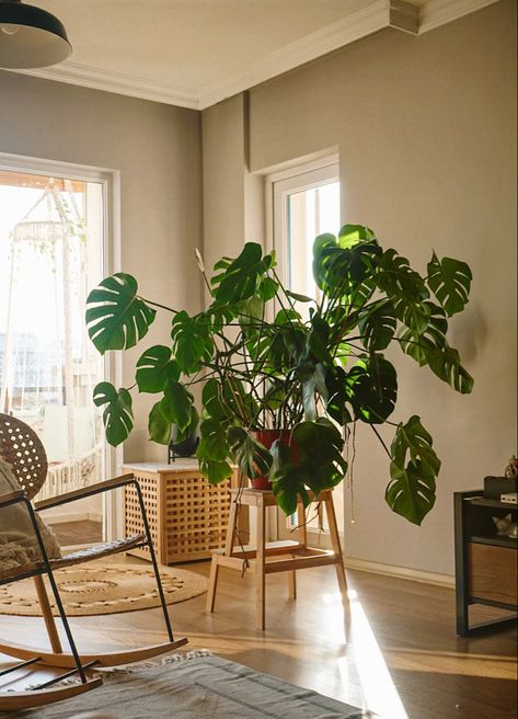 #ikea #monstera #monsteramonday#monsteradeliciosa #home #homedecoration #livingroom #bohemian #bohemianstyle #plants #mylittlejungle Living Room Monstera Plant, Monstera In Living Room, Large Monstera Plant In Living Room, Monstera Living Room, Monstera Aesthetic, Living Room Plants, Cosy Living Room, Plant Table, Monstera Plant