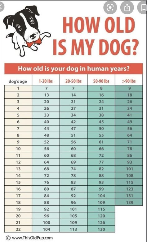 Dog Age Chart, Foods Dogs Can Eat, Meds For Dogs, Dog Medicine, Pet Information, Dog Remedies, Dog Treats Homemade, Dog Health Tips, Doggie Treats