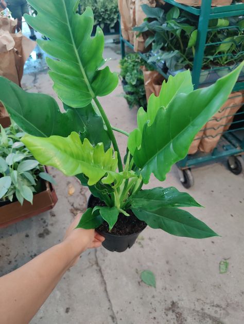 6” Philodendron Jungle Boogie Jungle Boogie, Plants