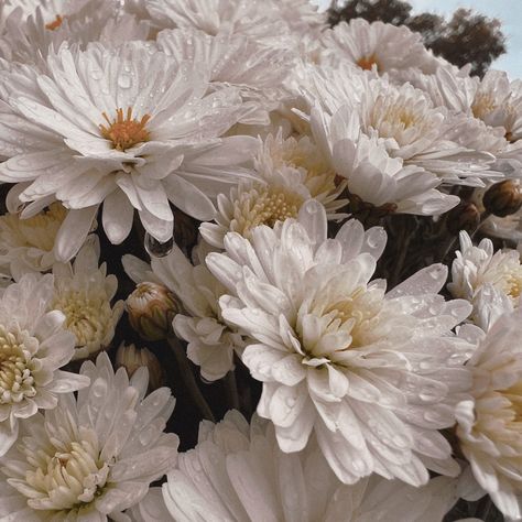 #chrysanthemum #white #flowers White Chrysanthemum, Chrysanthemum Flower, Chrysanthemum, Flower Tattoos, White Flowers, Flowers, White