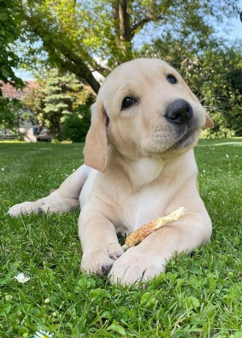 Blonde Labrador, Yellow Lab Puppies, Yellow Labs, Cutest Babies, Lab Dogs, Wolf Pictures, Simple Joys, White Lab, Lab Puppies