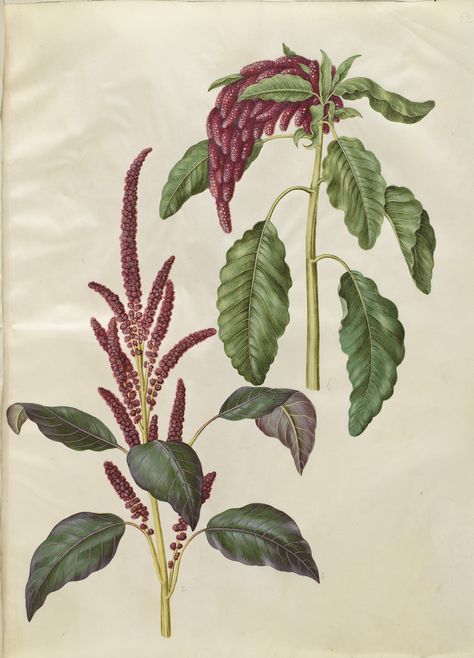 Amaranthus sangvineus; Amaranthus caudatus, KKSgb2950/52 Amaranth Plant, Amaranth Flower, Globe Amaranth, Plant Drawing, Botanical Painting, Mini Drawings, Amaranth, Botanical Drawings, Plant Illustration