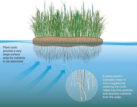 Floating Wetland, Floating Architecture, Floating Islands, Aquaponic Gardening, Floating Garden, Floating Plants, Aquaponics System, Fish Farming, Water Management