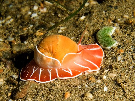 Moon Snail Moon Snail, Life Under The Sea, Molluscs, Beneath The Sea, Sea Snail, Sea Slug, Underwater Creatures, Deep Blue Sea, Slug