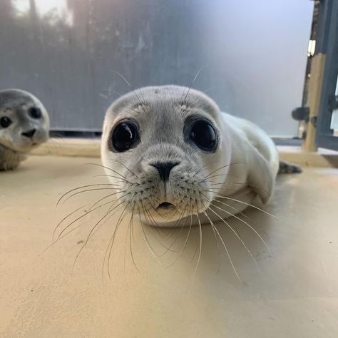 Sea Puppies, Funny Seals, Dog Station, Sea Dog, Cute Seals, Baby Seal, Young Animal, Water Dog, Silly Animals