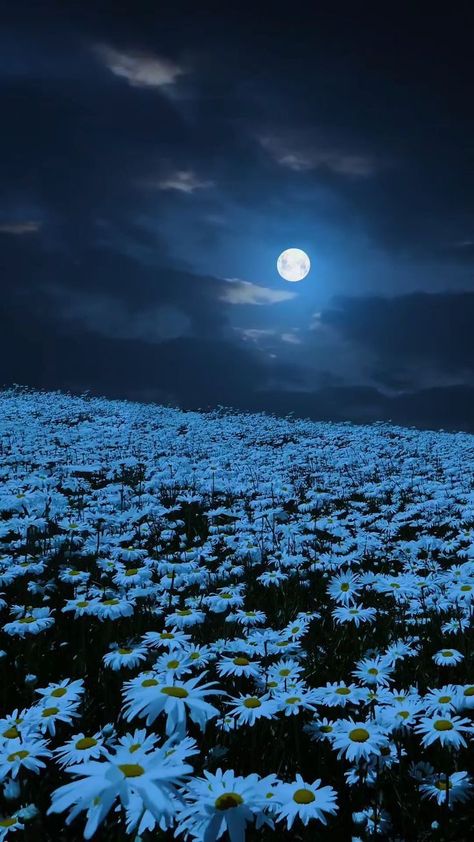 Night Landscape Photography, Moonlight Photography, Beautiful Night Sky, Blue Moon Photography, Nature Photography Flowers, Sky Photography Nature, In My Dreams, Dark Nature Aesthetic, Night Scenery