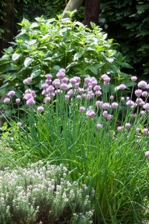 Starting herbs from seed Herb Garden In Kitchen, Perennial Border, Fruit Garden, Growing Herbs, Edible Garden, Kitchen Garden, Spring Garden, Herb Garden, Green Plants