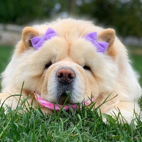 Chao Chao Dog, Dog Food Supplements, Chow Puppies For Sale, Chow Puppies, Chow Chow Puppy, Chow Chow Dogs, Food Supplements, Dog Home, Bear Hoodie