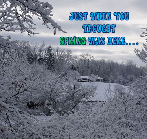 Just when you thought spring was here.......it snows :) Anton Chekhov Quotes, Web Quotes, Snow Quotes, Snow Humor, Bloom Quotes, Spring Snow, Nature Poem, Spring Quotes, Winter Quotes