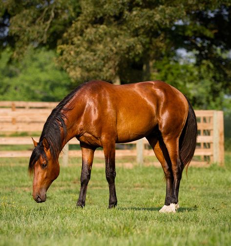 Lusitano colt DEM Troubadour Horse Grazing, Lusitano Stallion, Kathiyawadi Horse, Brown Horses, Horse Standing, Lusitano Horse, Marwari Horses, English Horse, Rodeo Life