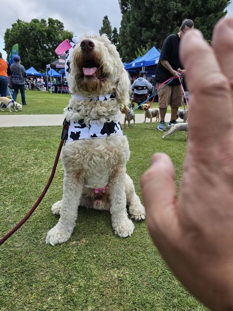 Red rocket Red Rocket, Goldendoodle, Cute Dogs, Doodles, Red, Dogs