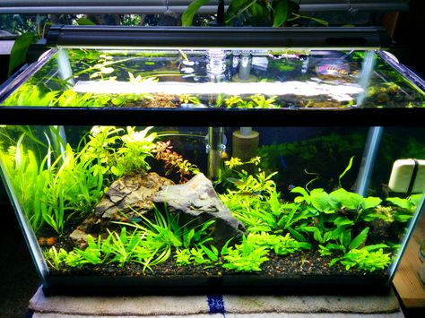 10 Gallon Planted, Over a Year with this Setup... 10g Fish Tank Ideas, 10 Gallon Aquascape Ideas, 10 Gallon Aquascape, Tank Pets, Guppy Tank, Planted Betta Tank, 10 Gallon Fish Tank, Aquascape Ideas, Big Aquarium