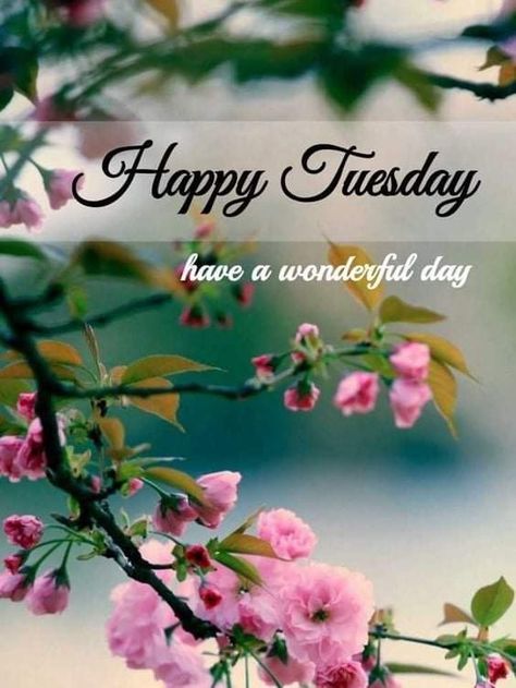 Morning Tuesday Quotes, Good Morning Tuesday Quotes, Morning Tuesday Images, Good Morning Tuesday Wishes, Sunday Morning Images, Tuesday Wishes, Friday Greetings, Good Morning Tuesday Images, Beautiful Tuesday