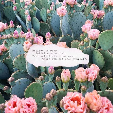 Believe in yourself ☺️💓 Happy Sunday babes 🌸 🌤 Photo collage by me. Quote by @mantraband 🌿 cactus photo by @jenssuccs 🌵 credit in caption… Cactus Quotes, Flower Quotes Inspirational, Facebook Cover Photos Quotes, Bff Quotes Funny, Personal Development Quotes, Bullet Journal Quotes, Small Quotes, Fb Cover Photos, Cover Photo Quotes