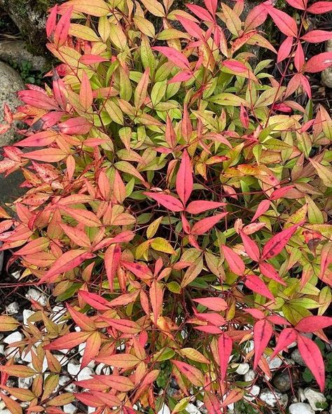 Nandina Plant, Lemon Lime Nandina, Chicago Bungalow, Types Of Hydrangeas, Florida Gardening, Landscape Outdoor, Foundation Planting, Border Plants, Garden Types