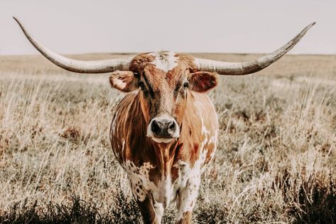 Longhorn wall art Texas Longhorn cow wall art canvas. A | Etsy Long Horns, Longhorn Cow, Cow, Wall Art, Canvas, Wall, Photography, Art