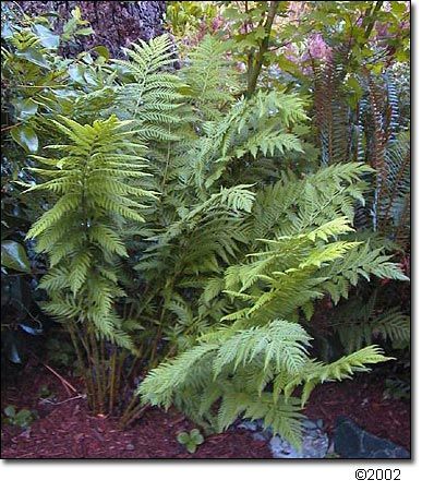 Largest fern of North America--giant chain fern (Woodwardia fimbriata) 

Click on photo for more information about this plant! Woodwardia Fimbriata, Ferns Garden, Plants For Hanging Baskets, Oregon Washington, Fern Plant, Vascular Plant, Orchid Care, Invasive Species, Woodland Garden