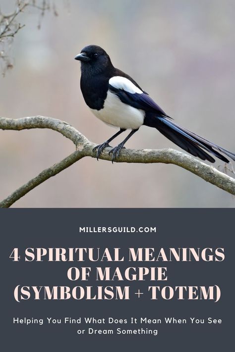 4 Spiritual Meanings of Magpie (Symbolism + Totem) 2 Magpie Meaning, Magpie Spiritual Meaning, Raven Spirit Animal Meaning, Grackle Bird Spiritual Meaning, Spirit Animal Crow, Feather Magic, Bird Meaning, Bird Pencil Drawing, Feather Meaning