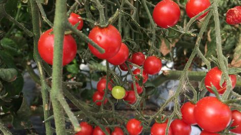 Hydroponic Tomatoes bunch Hydroponic Tomatoes, Pruning Plants, Tunnel Greenhouse, Hydroponic Garden, Spider Mites, Canning Tomatoes, Hydroponic Gardening, Tomato Plants, Months In A Year