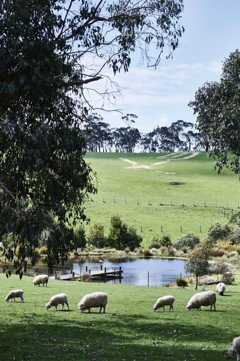 A small flock of Romney Marsh sheep and lambs, plus one Suffolk, graze right up to the verandah deck | Photography: Mark Roper | Styling: Lee Blaylock Australian Farm, Farm Pond, Future Farms, Farm Lifestyle, Red Hill, Living Off The Land, Mornington Peninsula, Chateau France, Old Farm Houses