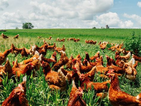 'Cage-free' and 'free range' eggs aren't necessarily cruelty-free Free Range Eggs, Cage Free Eggs, Small Farm, Free Range, Pumpkin Patch, Ducks, Cruelty Free, Range