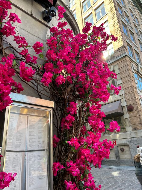 Pink Flowers - spring vibes Montreal Aesthetic, Old Port Montreal, Aesthetic Flowers, Old Port, Spring Aesthetic, Flowers Pink, Spring Vibes, Montreal Canada, Good Vibes Only