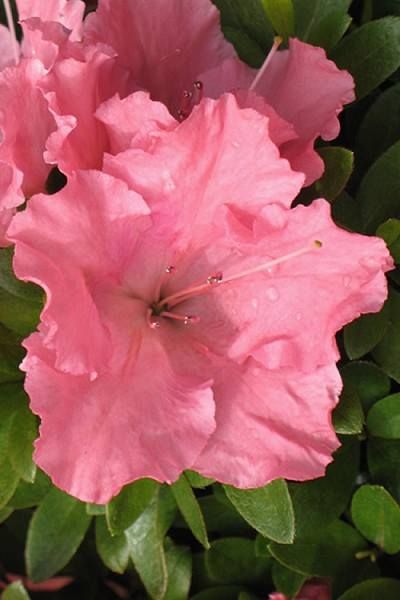 Four Season Garden, Home Foundation, Slow Flower, Landscape Borders, Woodland Gardens, Soil Type, Oakleaf Hydrangea, Buy Plants Online, Pink Azaleas