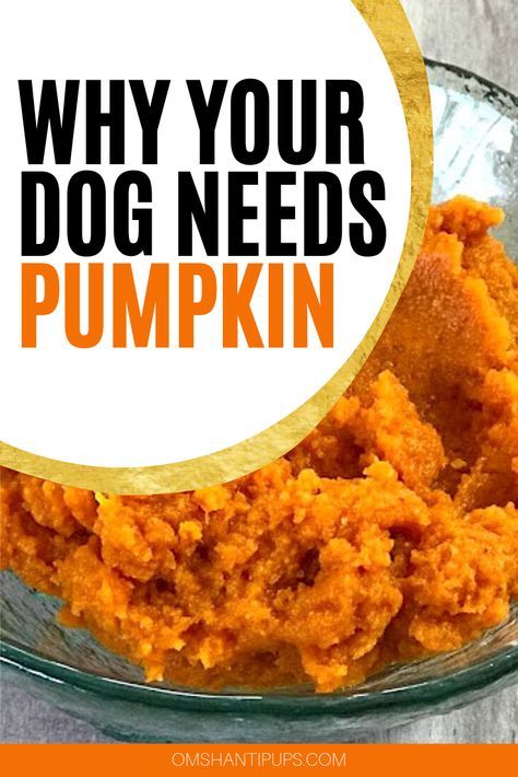 Pumpkin For Dogs, Can Dogs Eat Pumpkin, Foods Dogs Can Eat, Easy Dog Treat Recipes, Make Dog Food, Dog Biscuit Recipes, Dog Remedies, Easy Dog Treats, Healthy Dog Treats Homemade