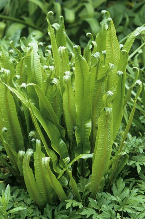 Asplenium Evergreen Ferns, Woodland Plants, Spring Bulbs, Fern Green, Woodland Garden, Back Garden, Flower Photos, Cool Plants, Shade Garden